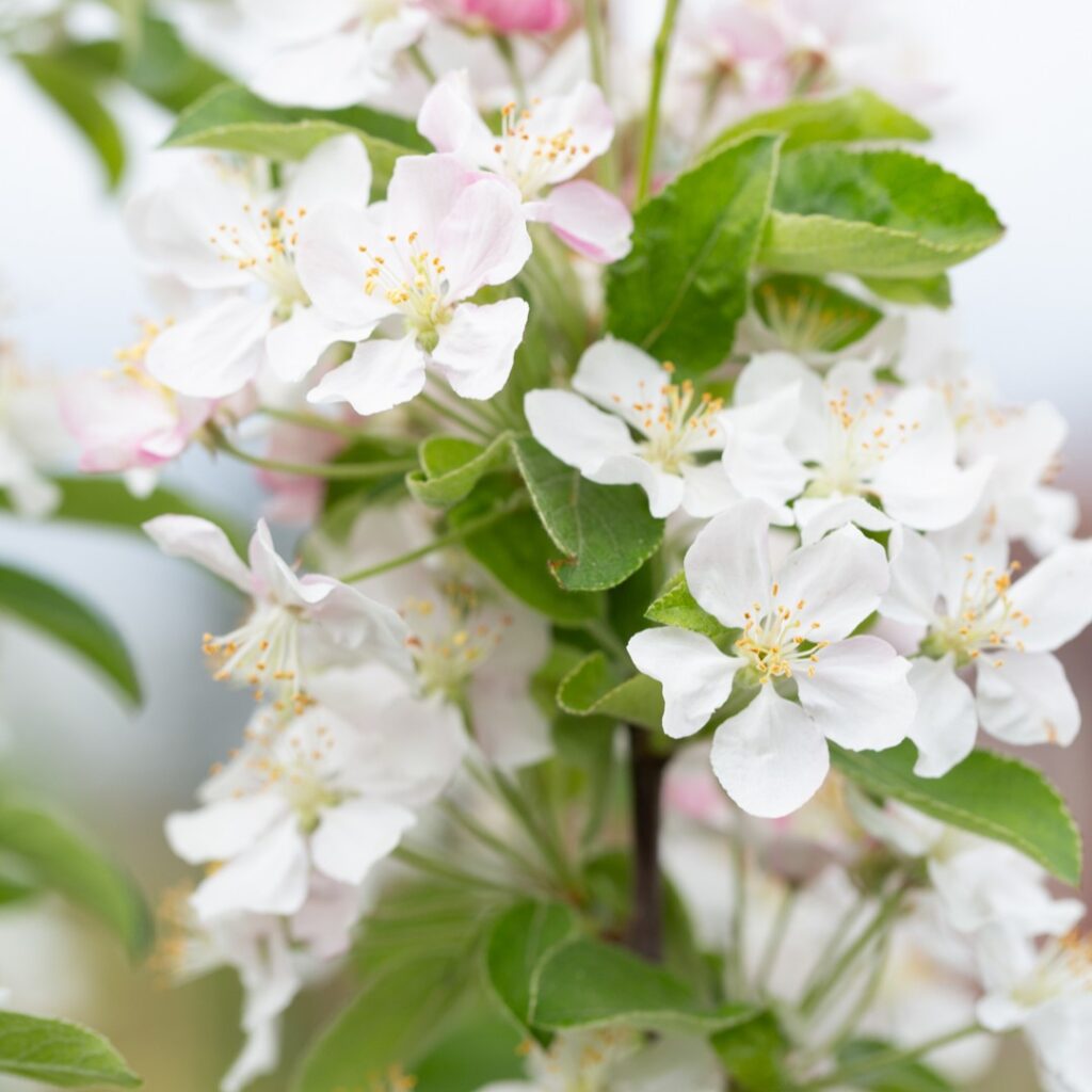 Malus ‘Golden Hornet’ Crab Apple Tree 5038838003943 2